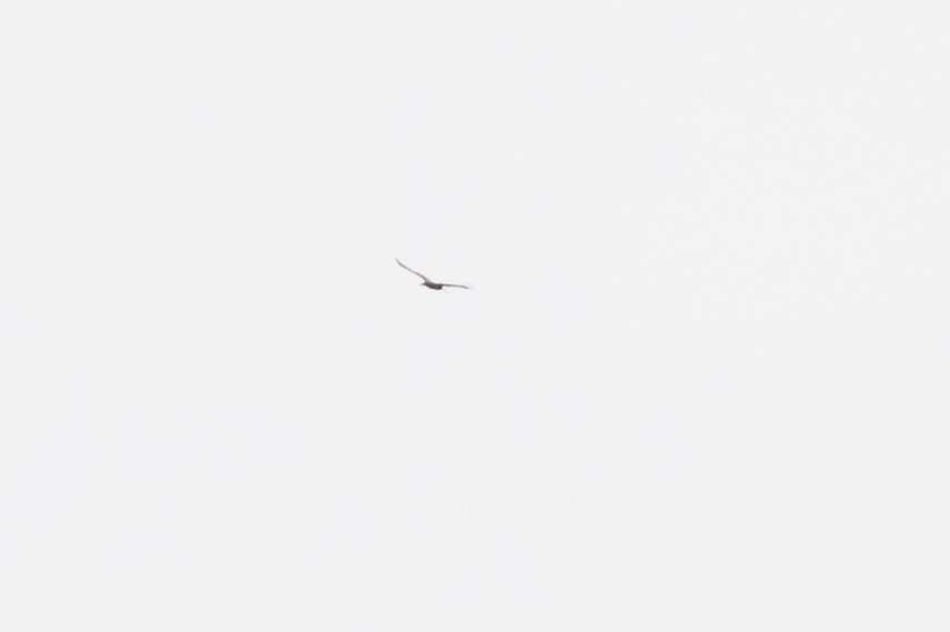 Bald Eagle - ML514394711