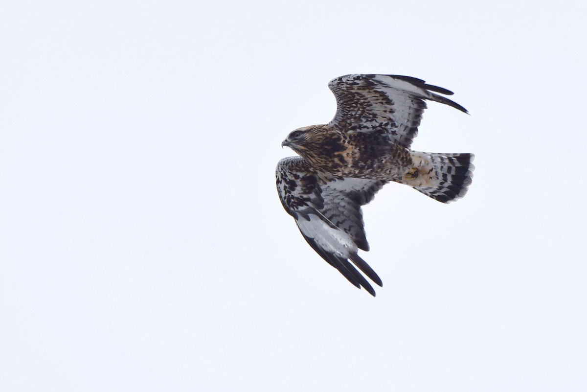 Rough-legged Hawk - Andrea Heine
