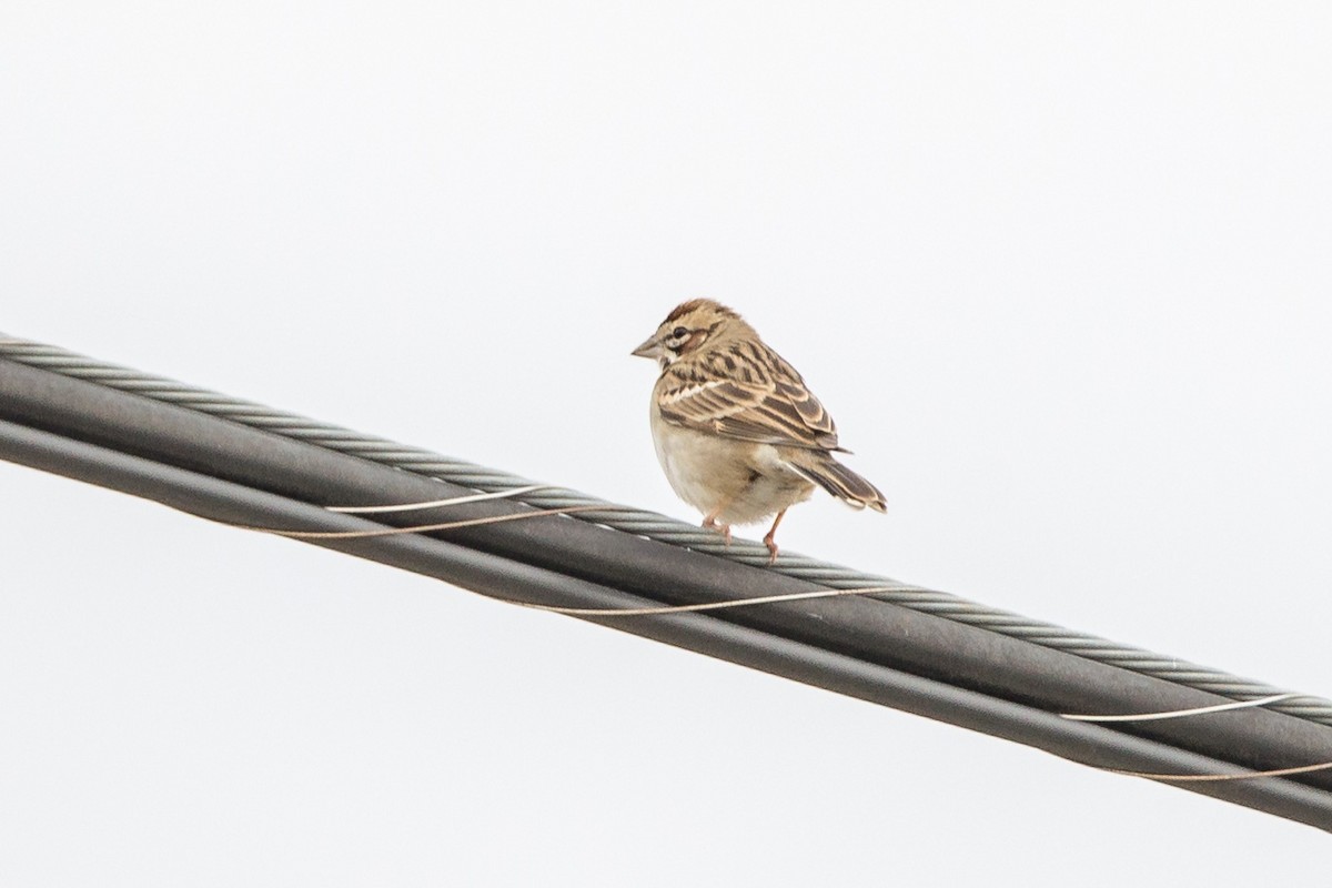Lark Sparrow - ML514394961