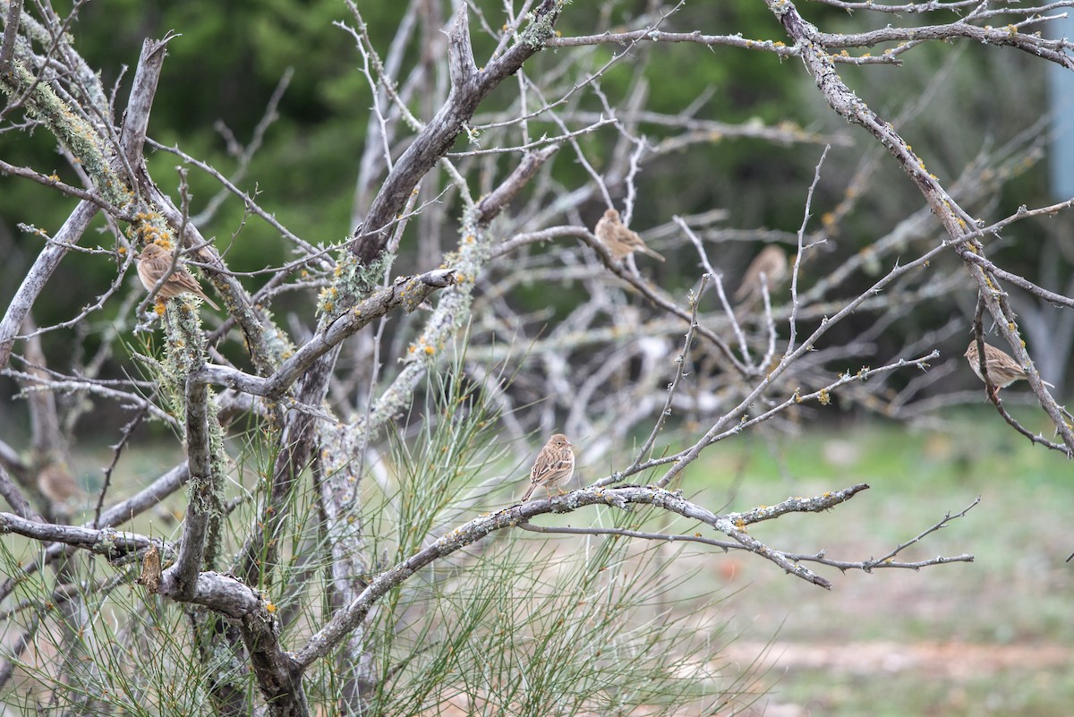 Vesper Sparrow - ML514395011