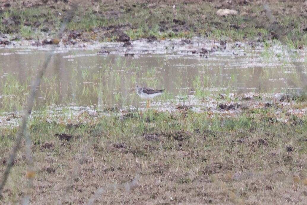 Greater Yellowlegs - ML514395021