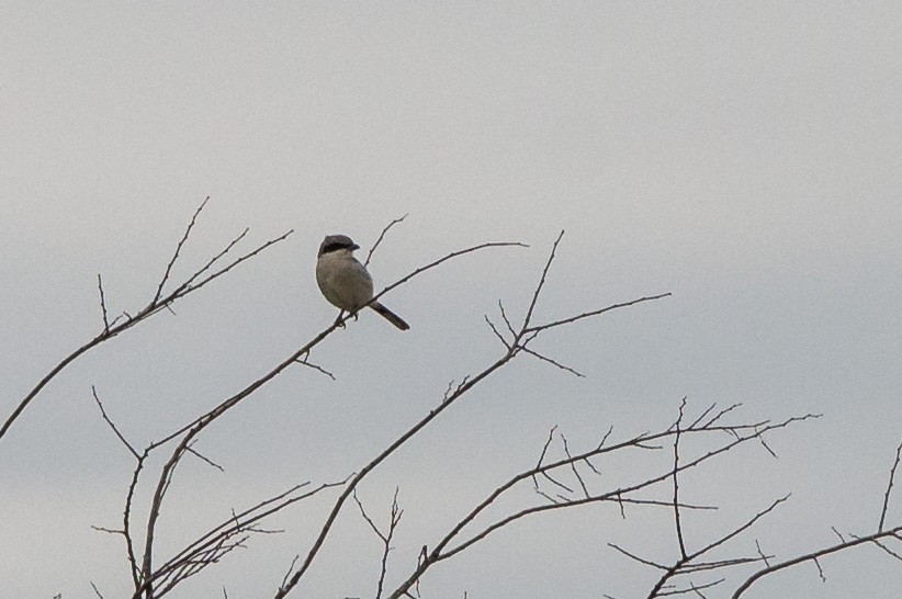 Loggerhead Shrike - ML514395151