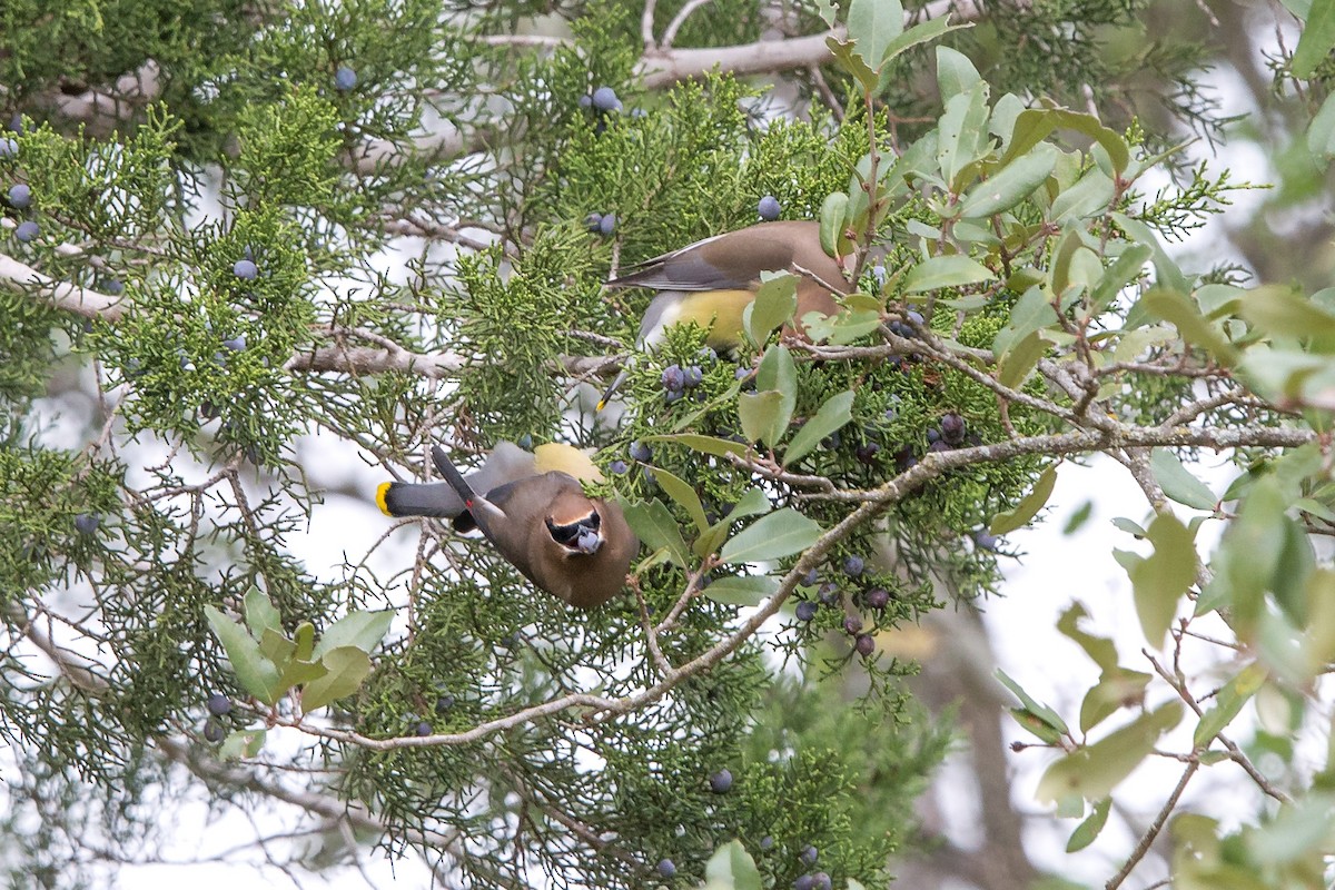 Cedar Waxwing - ML514395311