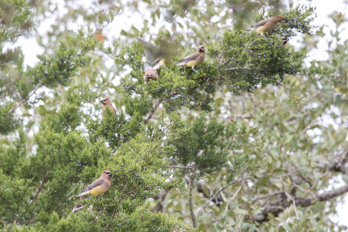 Cedar Waxwing - ML514395321