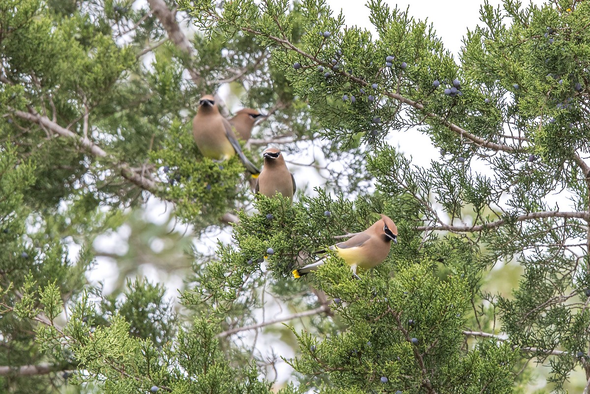 Cedar Waxwing - ML514395331