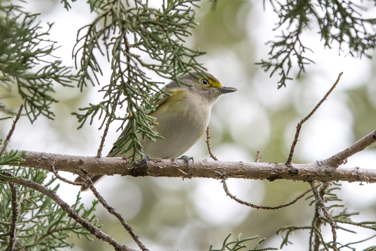 White-eyed Vireo - ML514395451