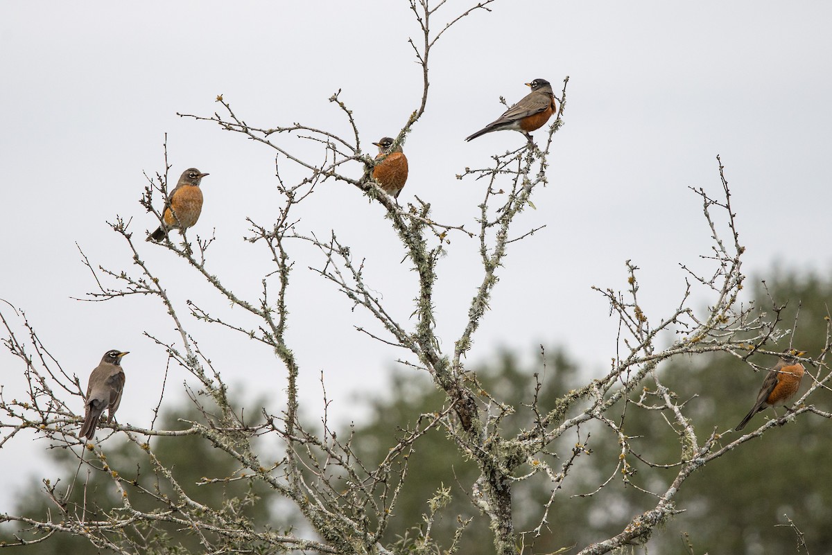 American Robin - ML514395501