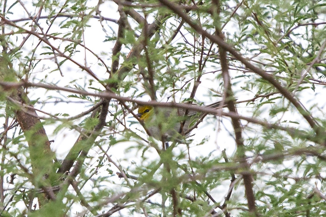 Verdin - ML514395801