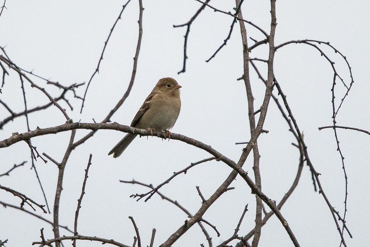 Field Sparrow - ML514395881