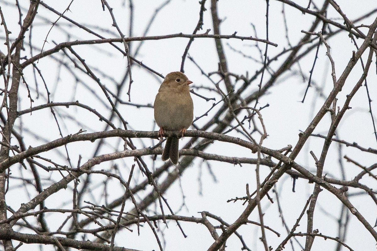 Field Sparrow - ML514395891