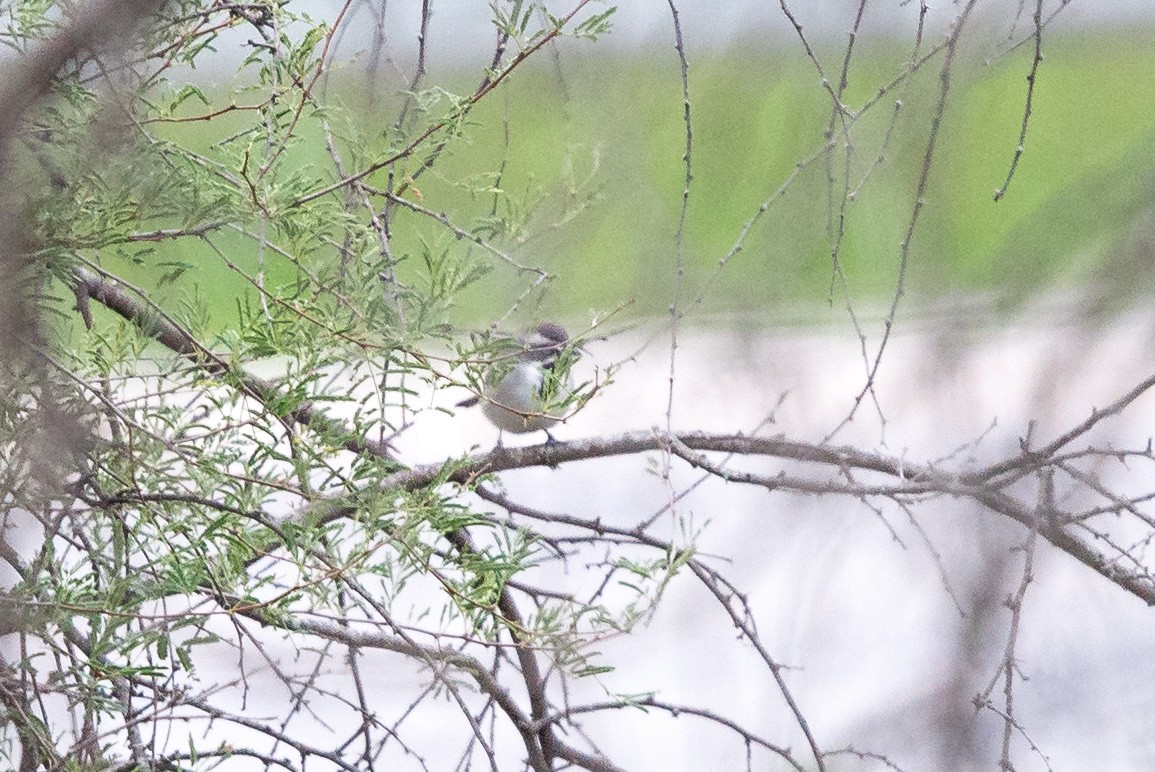 Black-throated Sparrow - ML514395911