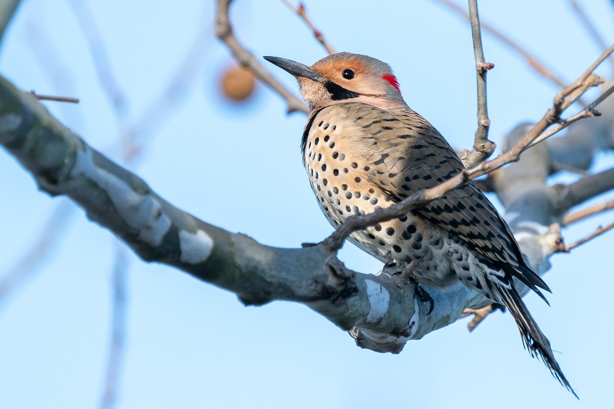 Northern Flicker - Bill Wood