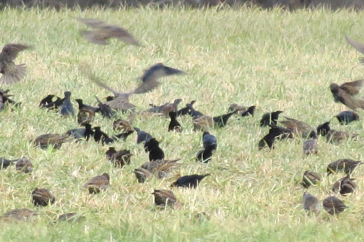 Brown-headed Cowbird - ML514397601