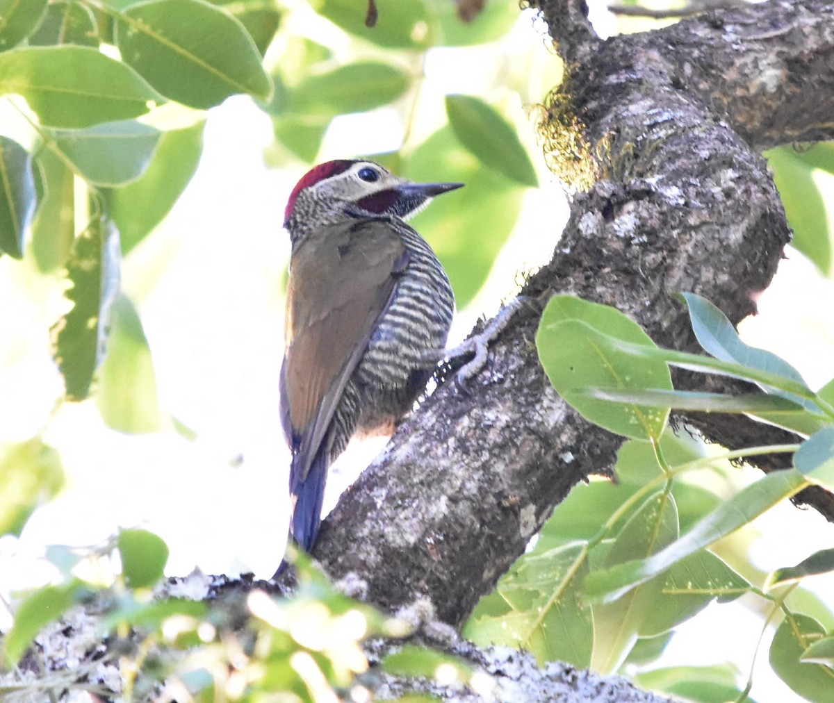 Golden-olive Woodpecker - ML514398511