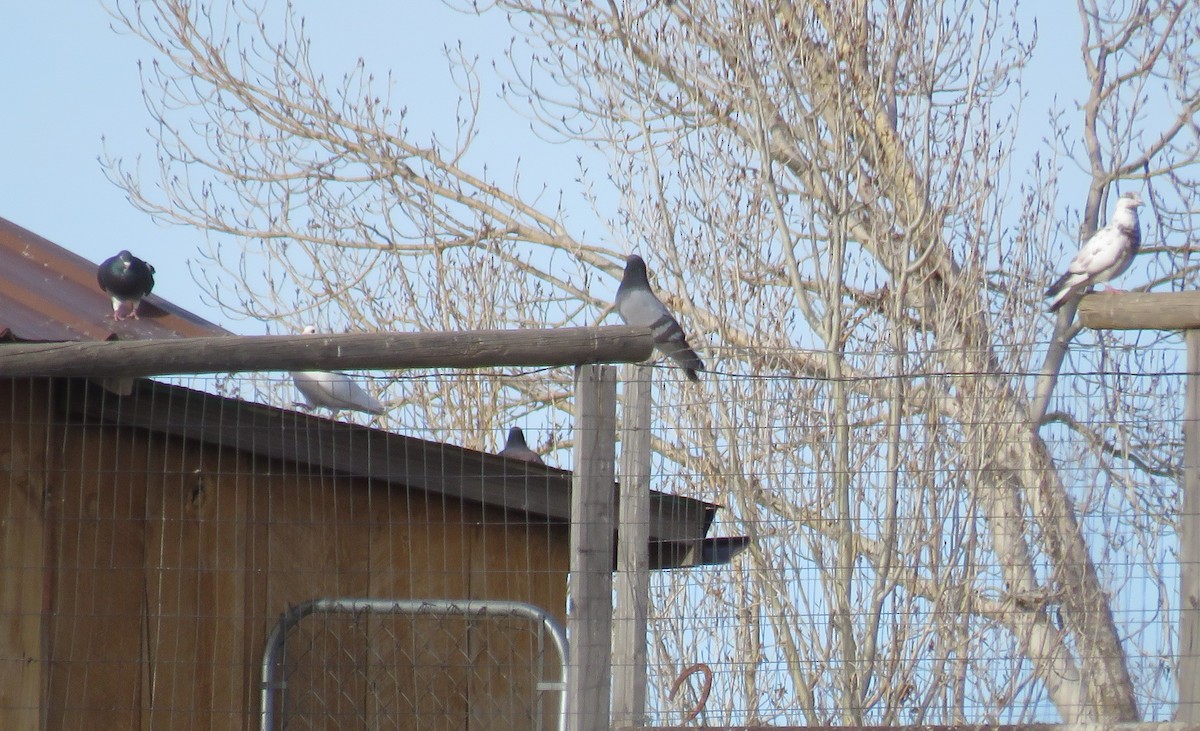 Rock Pigeon (Feral Pigeon) - ML51439861