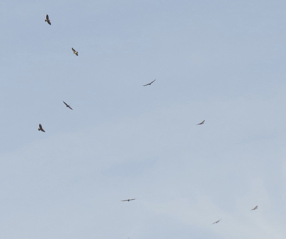 Swainson's Hawk - ML51439971