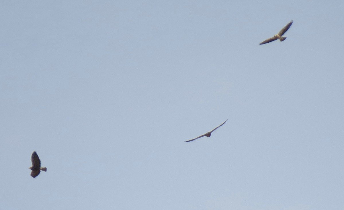 Swainson's Hawk - ML51439981