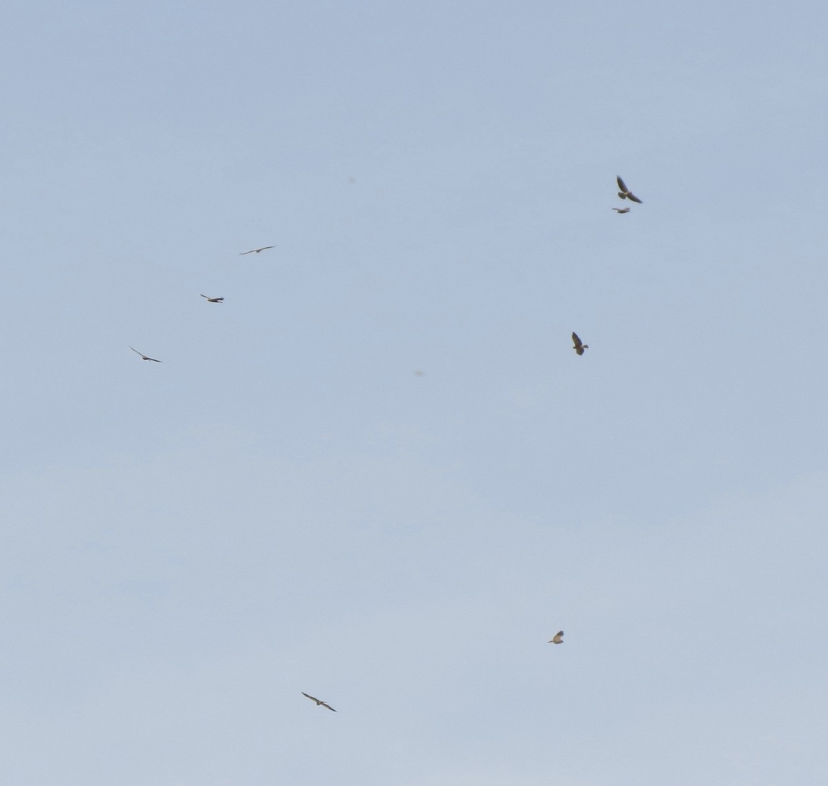 Swainson's Hawk - ML51439991