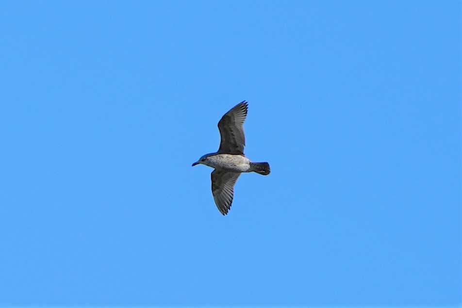 Gaviota Sombría - ML514401031