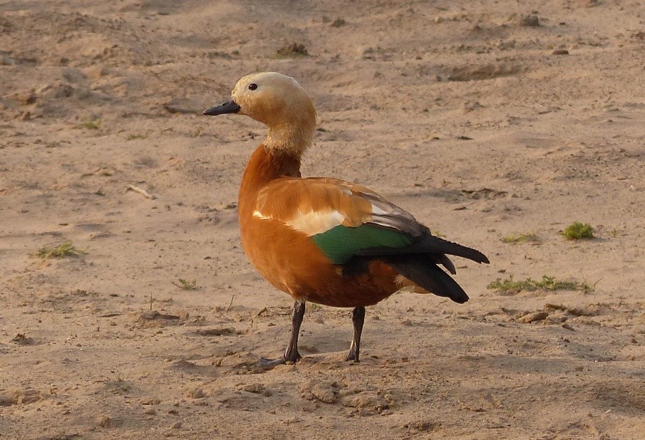 Ruddy Shelduck - ML51440261