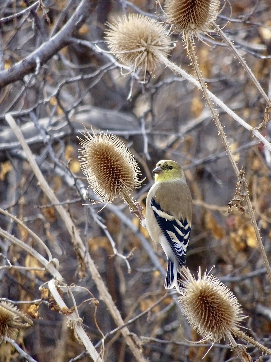 American Goldfinch - ML514403321