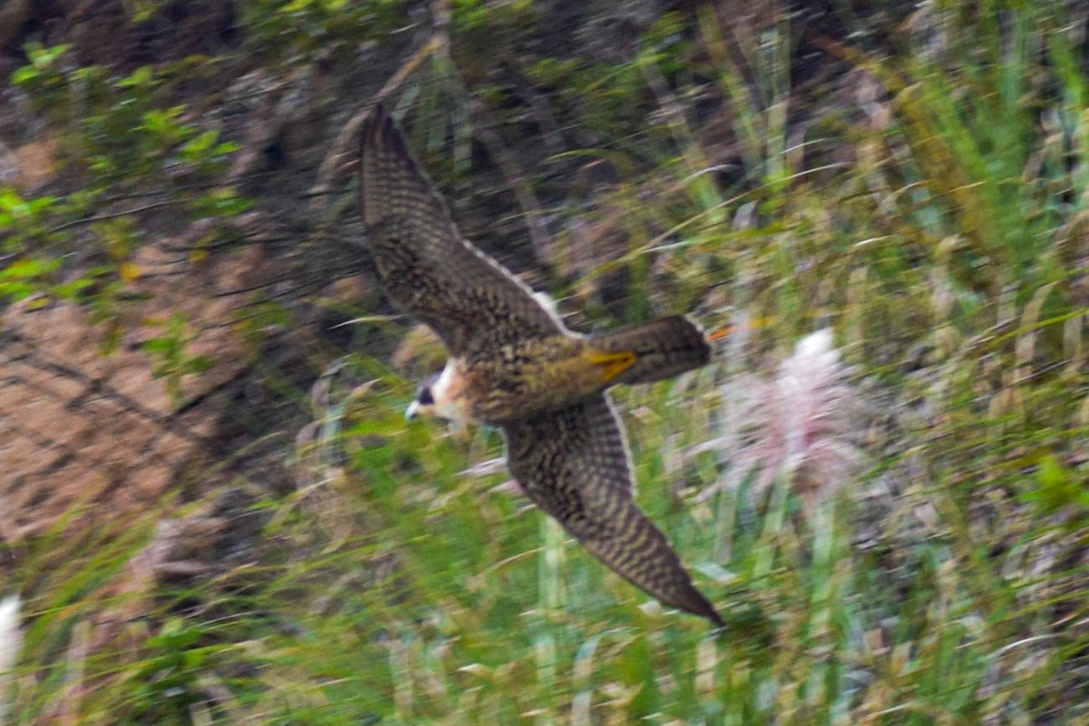 Peregrine Falcon - ML514403511