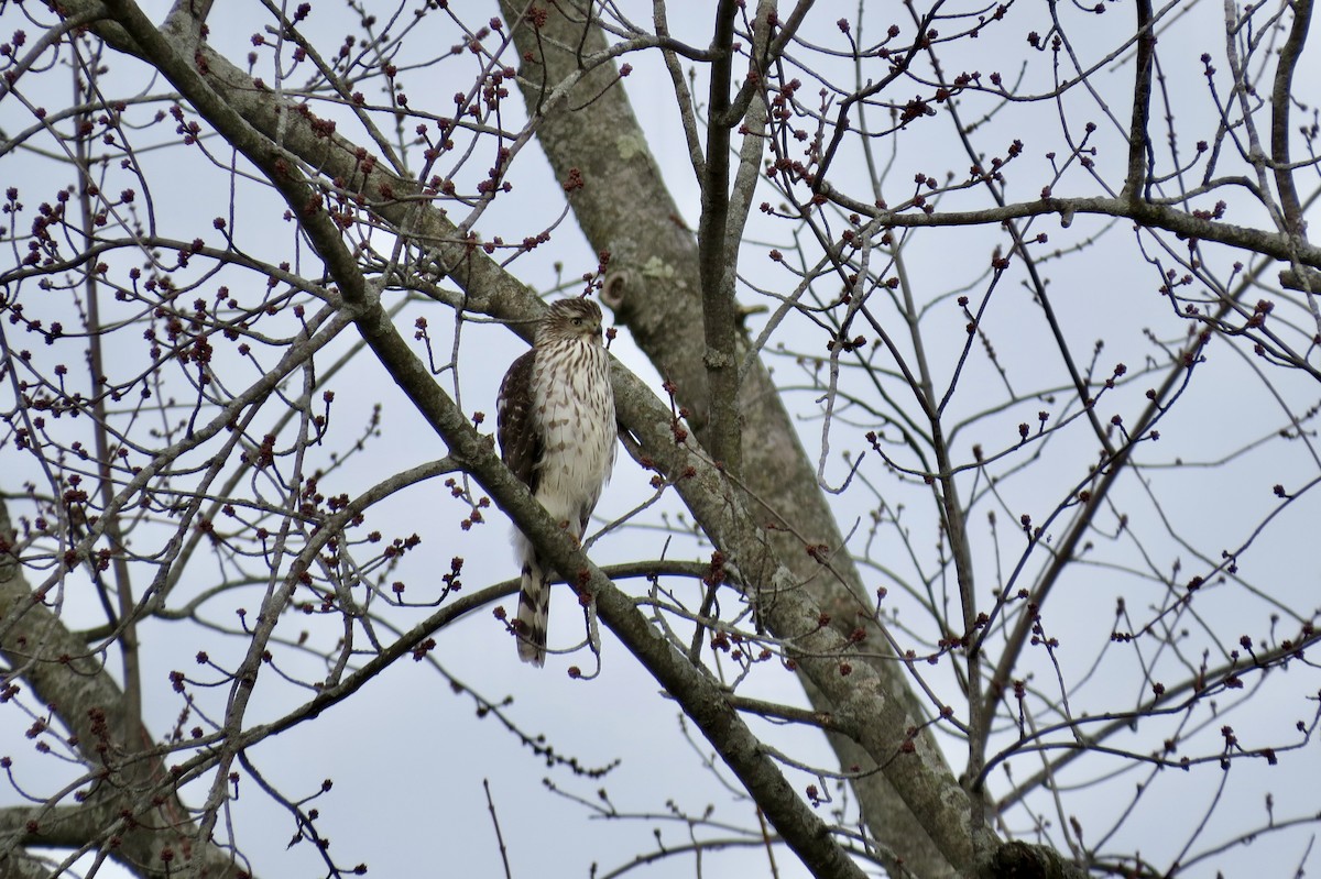 Cooper's Hawk - ML514403971