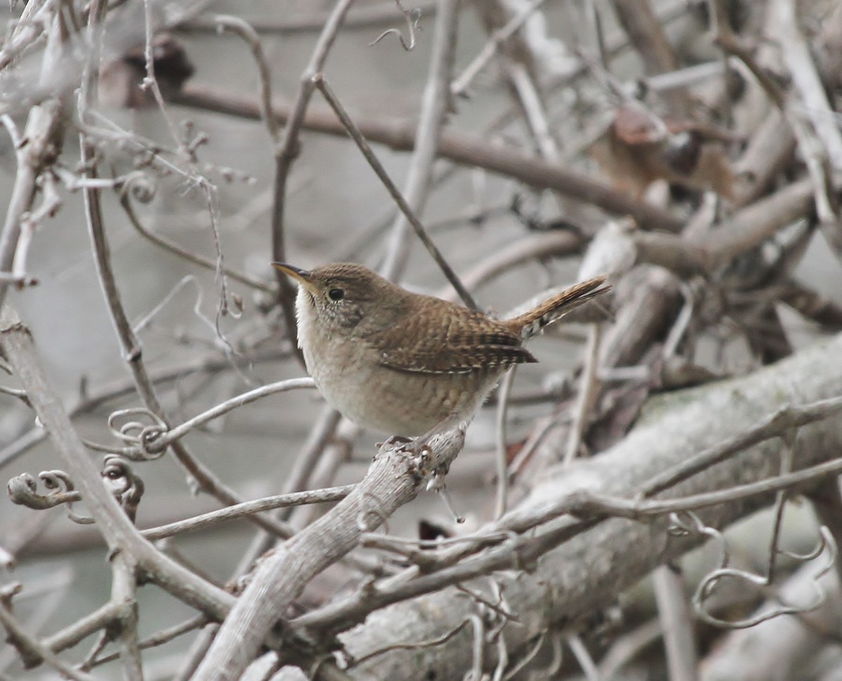 House Wren - Tripp Davenport