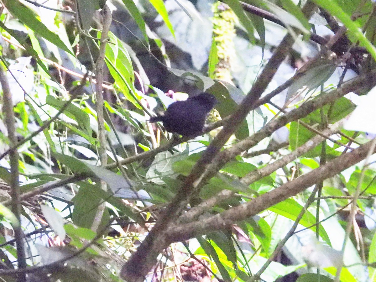 Stiles's Tapaculo - ML514404891