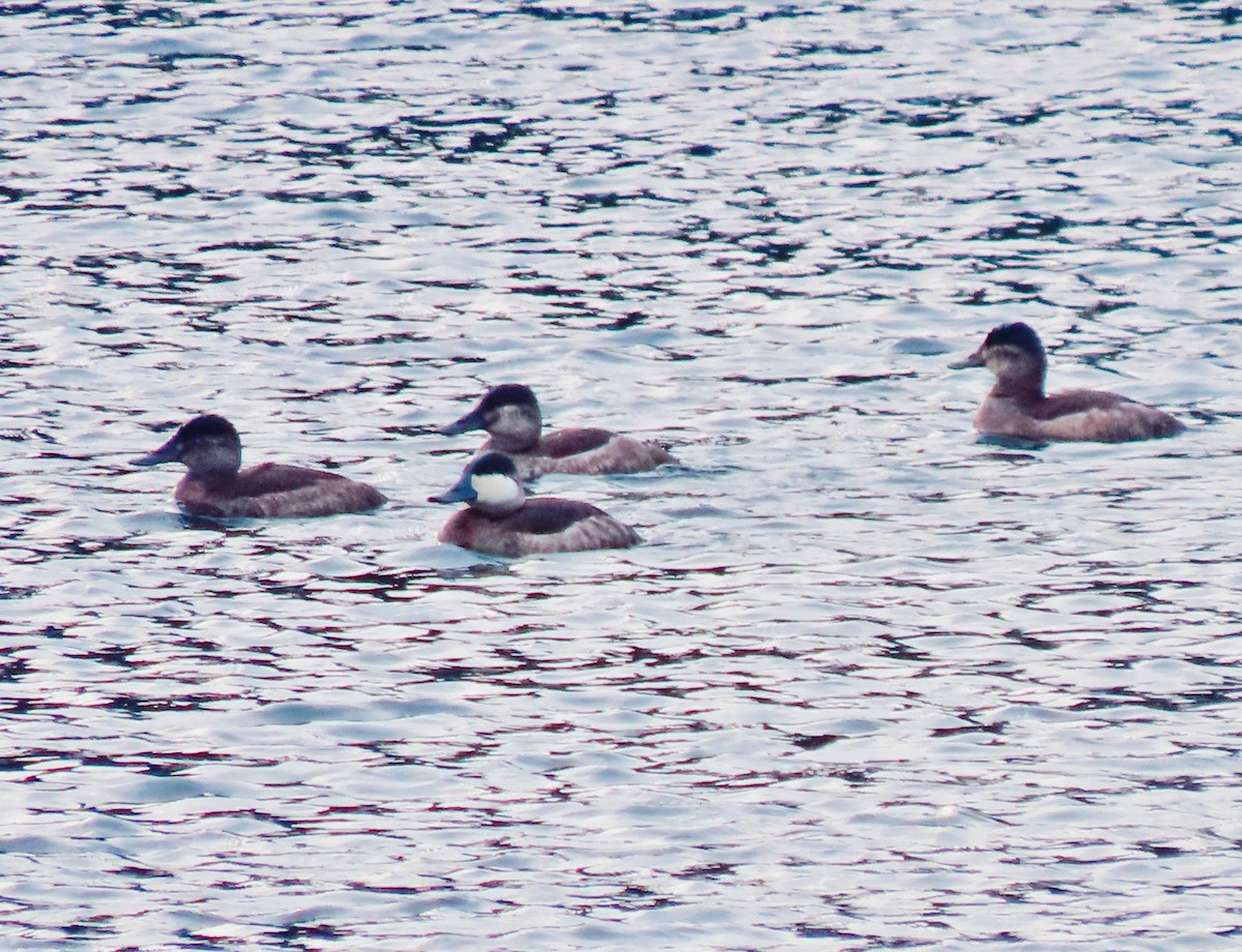 Ruddy Duck - Brandon Lloyd