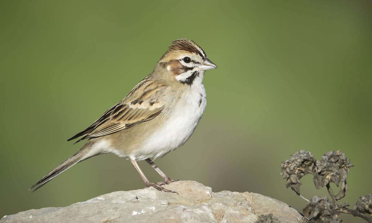 Lark Sparrow - ML514406101