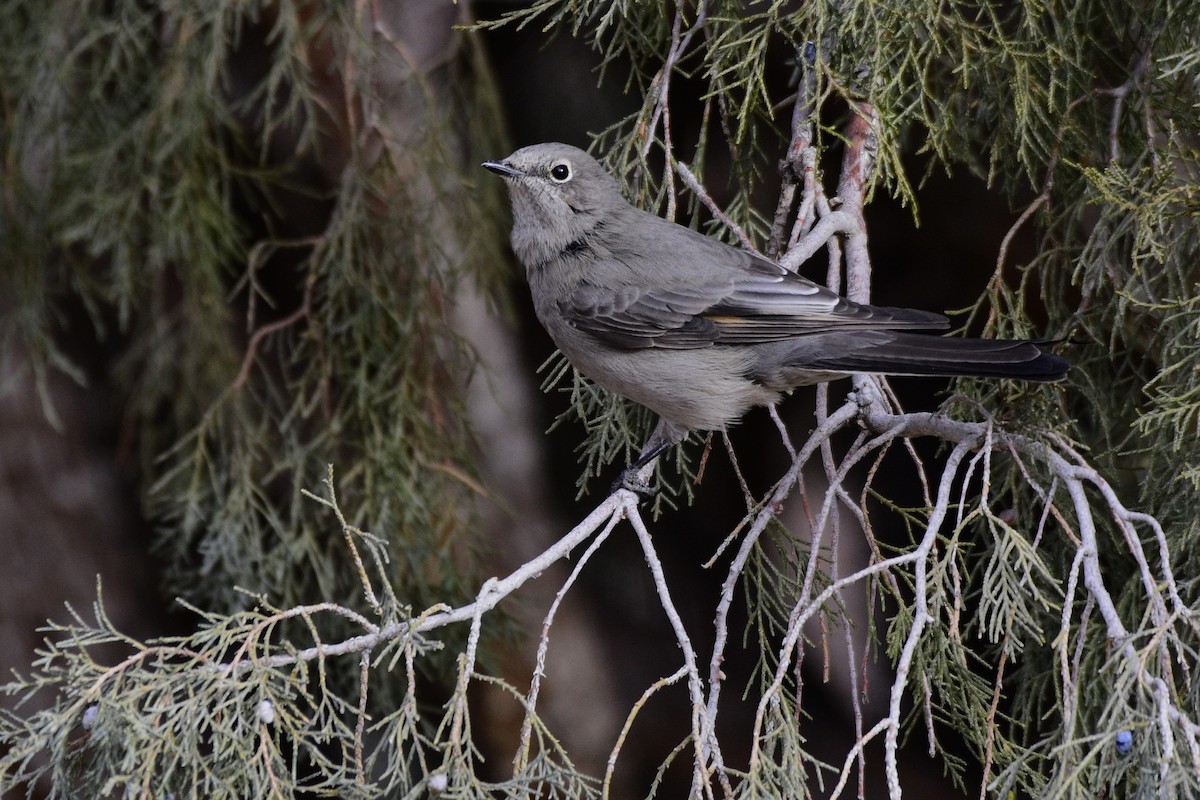 Townsend's Solitaire - ML514406231
