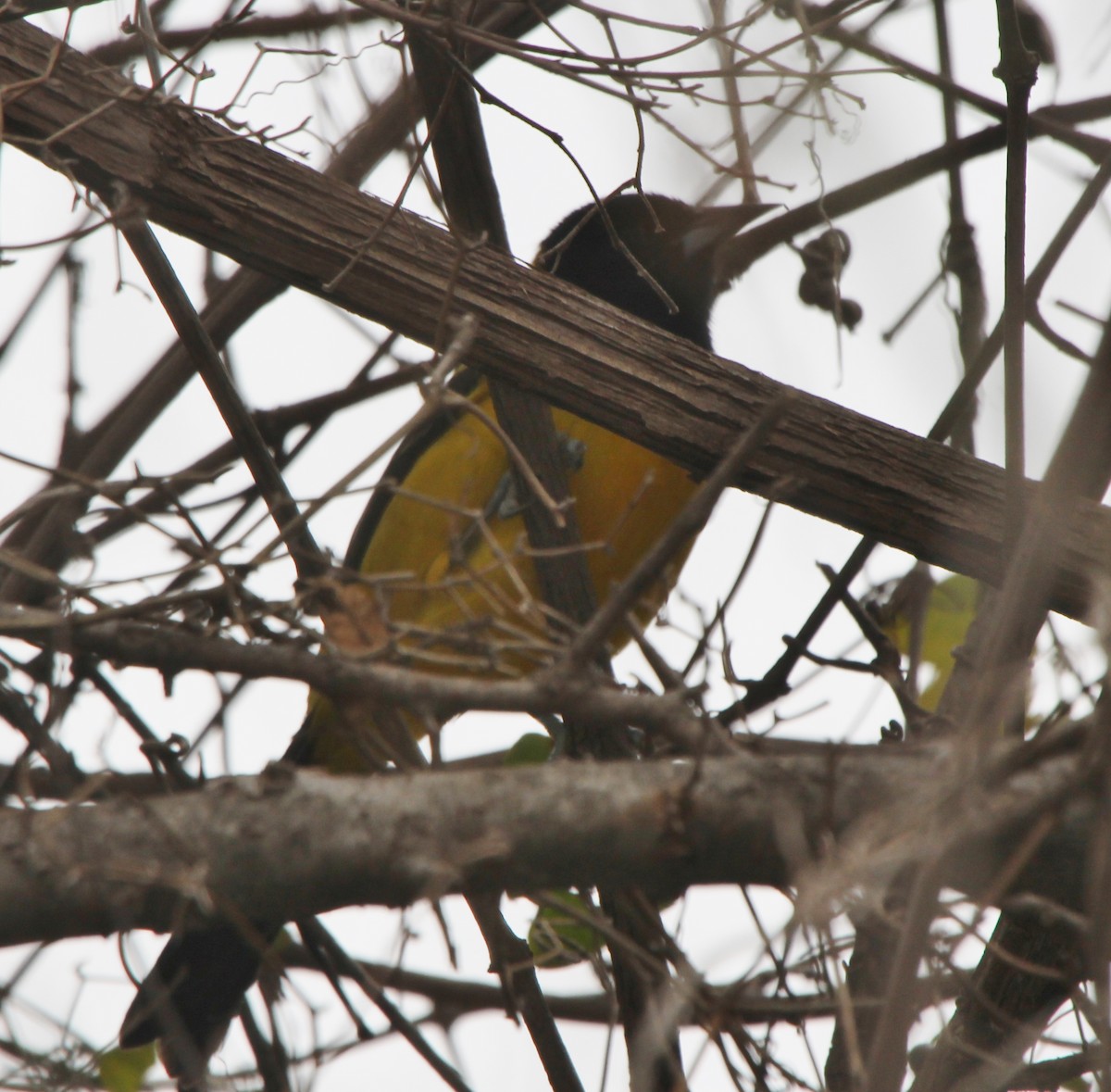 Audubon's Oriole - Tripp Davenport