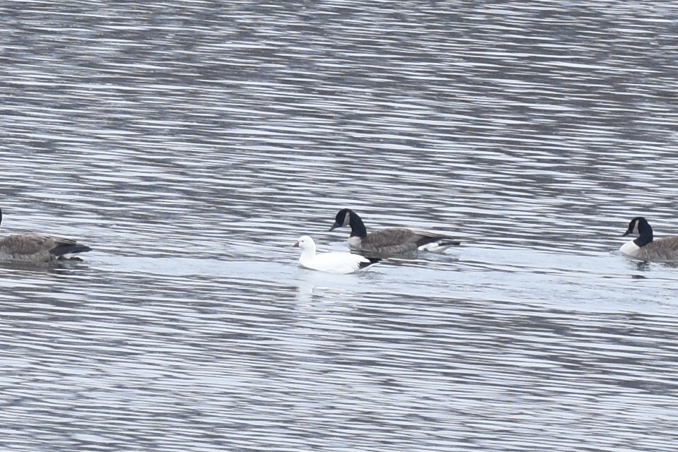 Ross's Goose - ML514407141