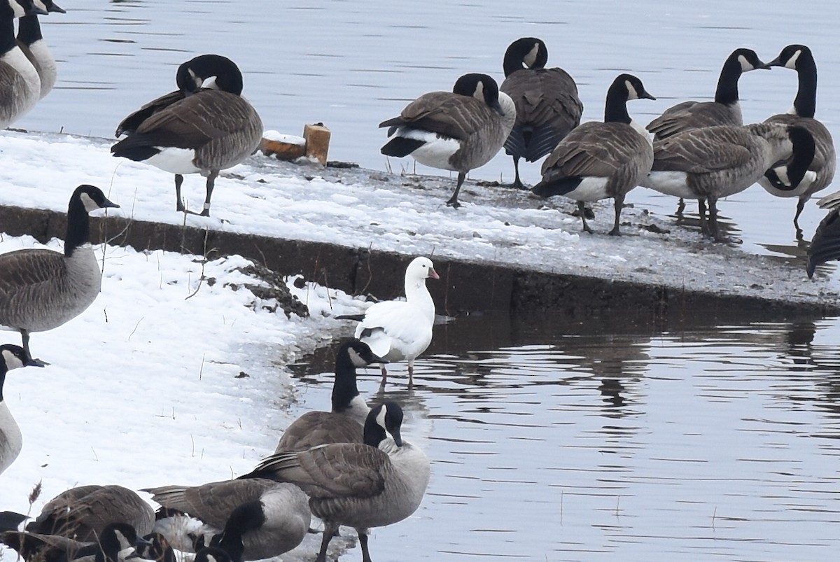 Ross's Goose - ML514407151