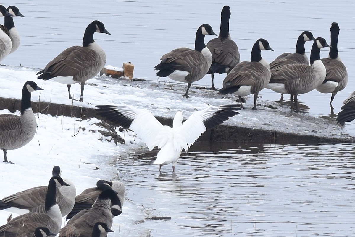 Ross's Goose - ML514407161