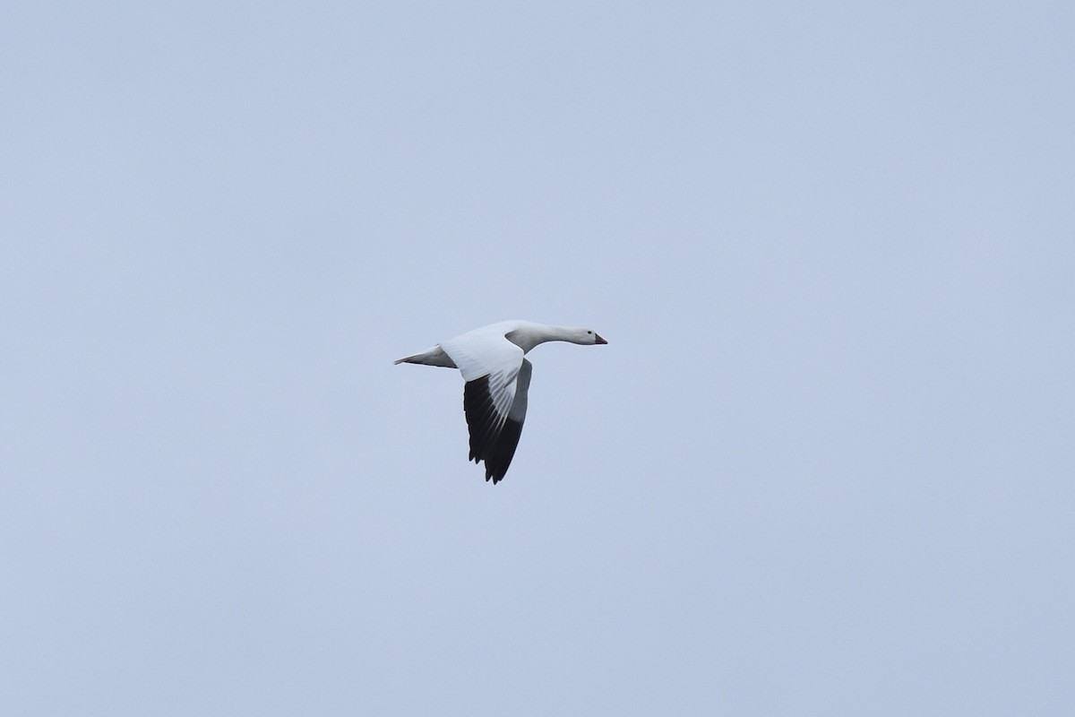 Ross's Goose - ML514407211