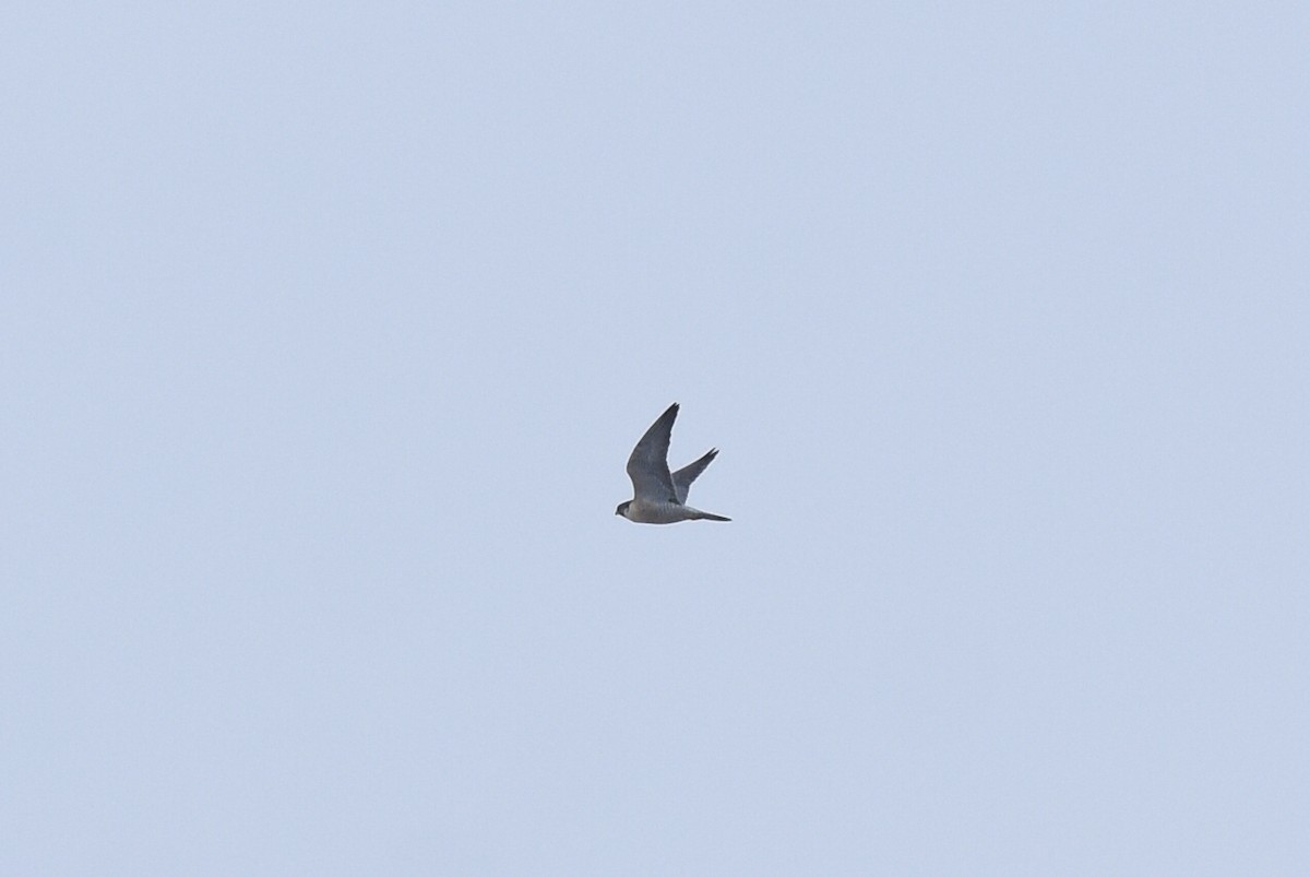 Peregrine Falcon - ML514407481