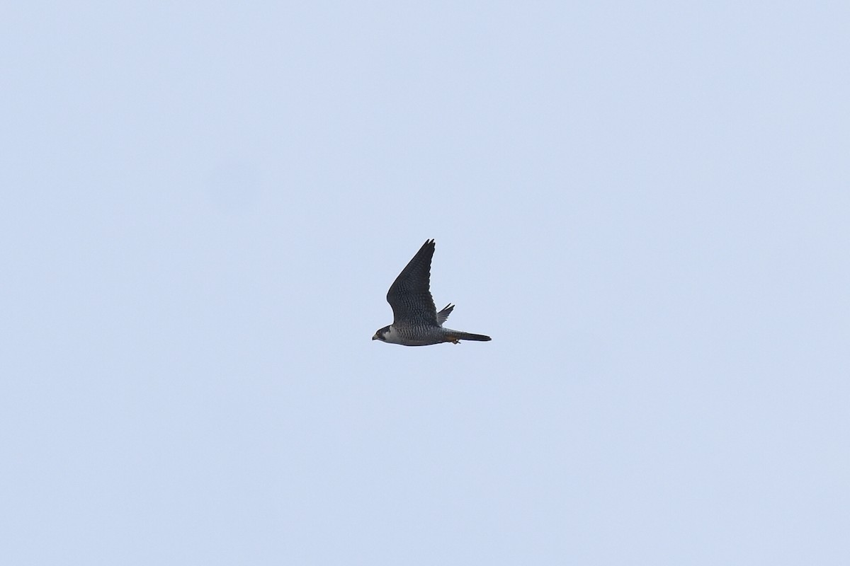 Peregrine Falcon - ML514407491