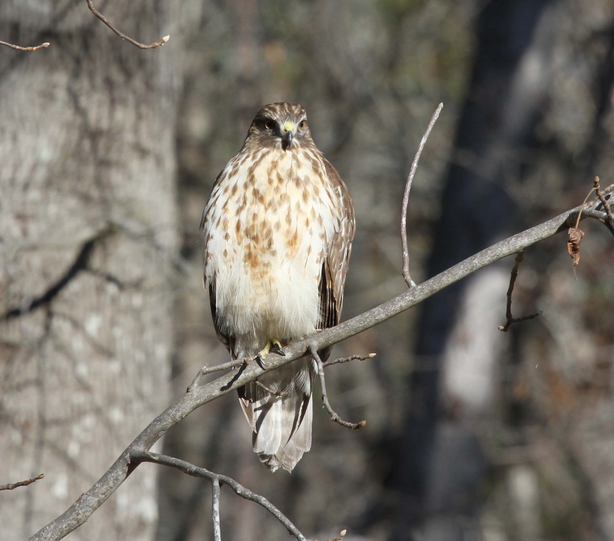 Red-shouldered Hawk (lineatus Group) - ML514407601