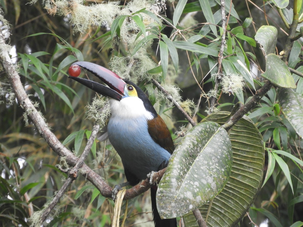 Black-billed Mountain-Toucan - carlos guevara