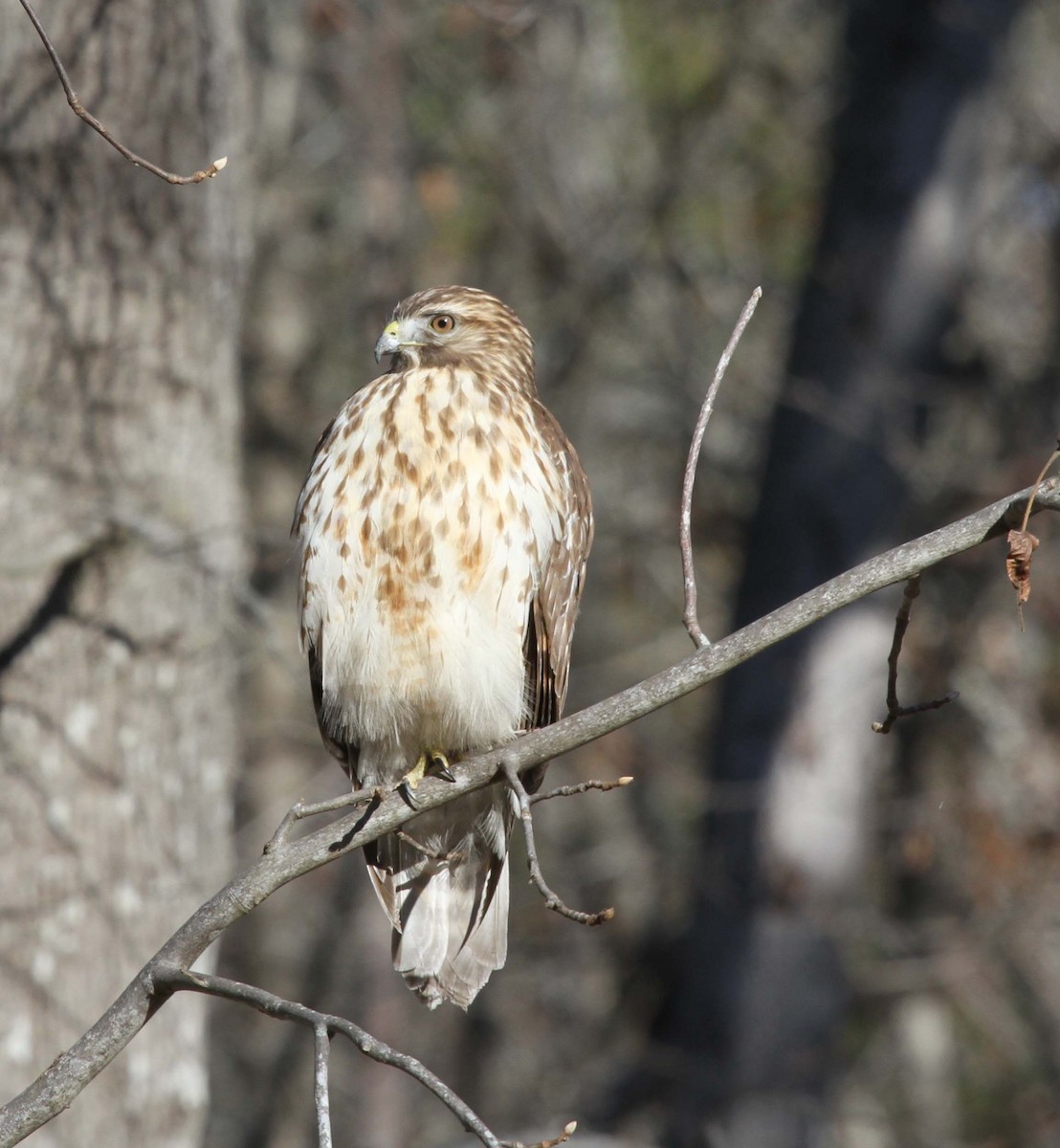 Red-shouldered Hawk (lineatus Group) - ML514407681