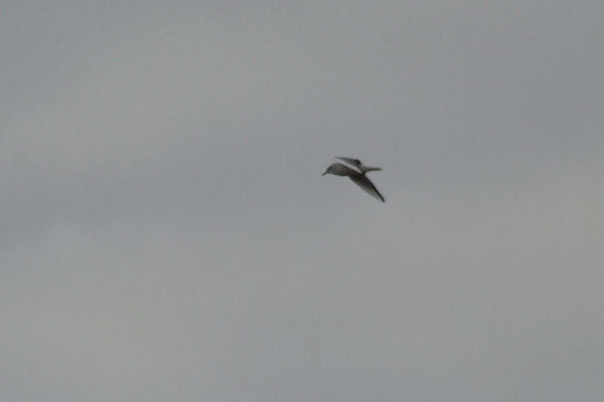 Bonaparte's Gull - ML514408061