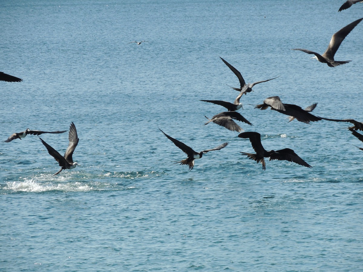 Magnificent Frigatebird - ML514410081