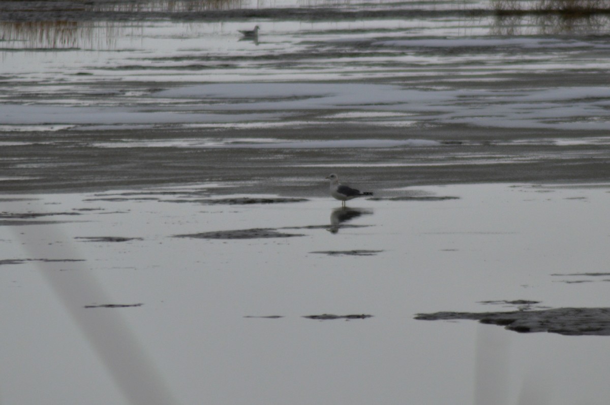 Gaviota de Alaska - ML514410741