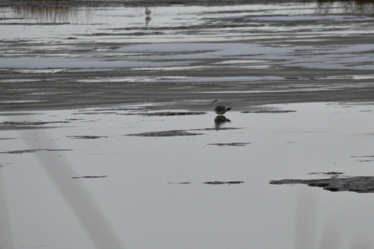 Gaviota de Alaska - ML514410751