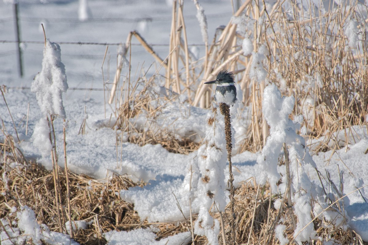 Belted Kingfisher - Larry Jordan