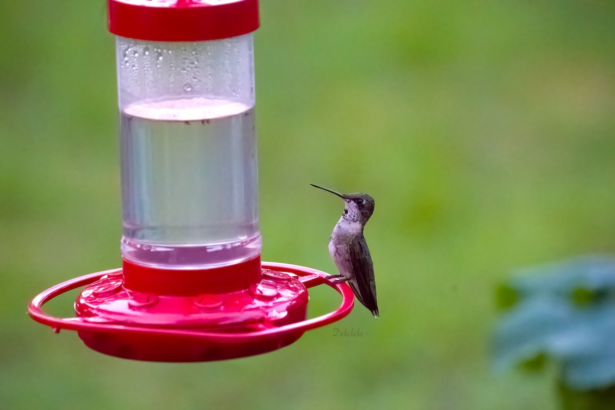 Ruby-throated Hummingbird - ML514411281