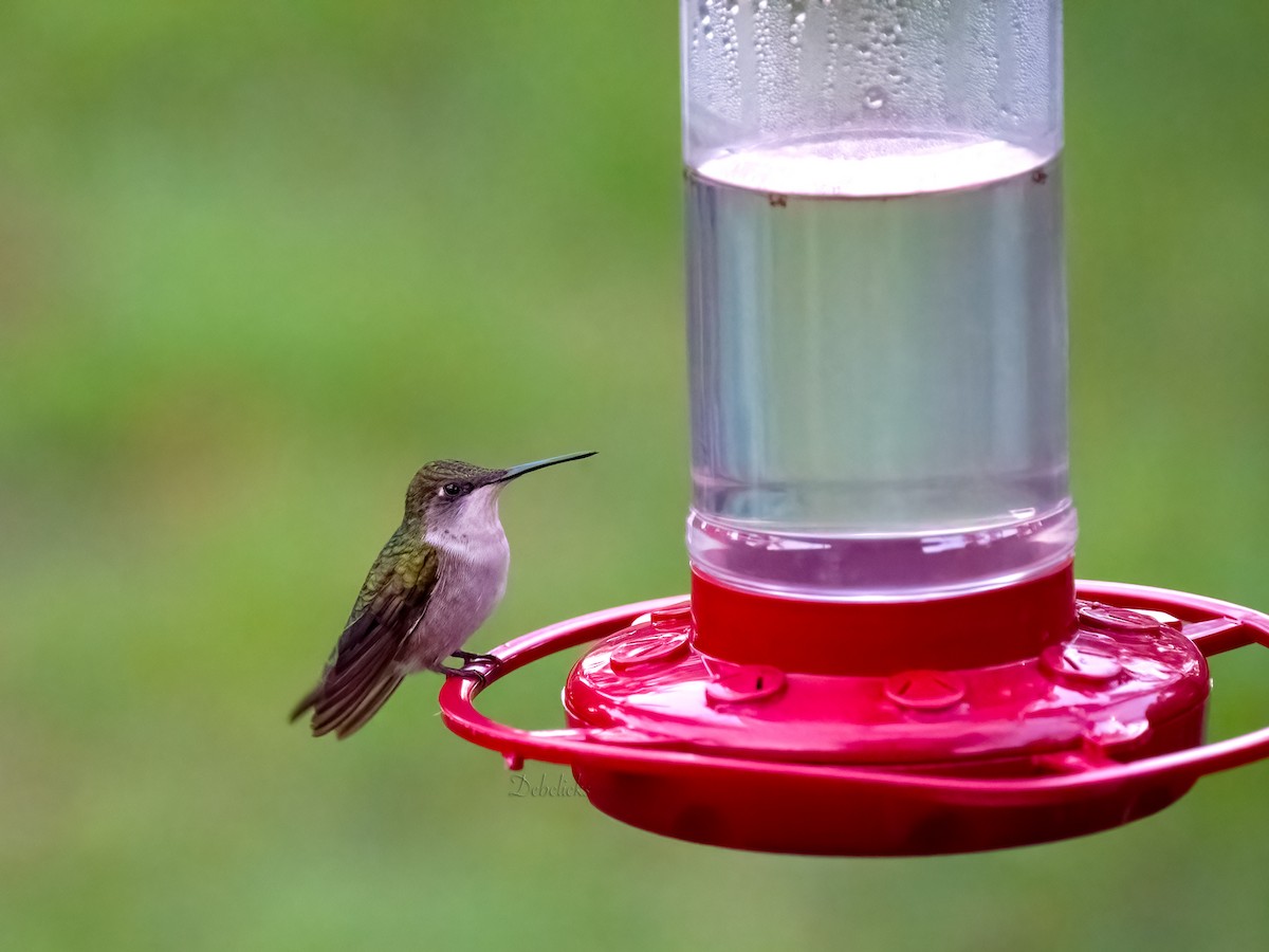 Ruby-throated Hummingbird - ML514411291