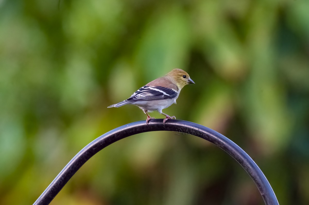 American Goldfinch - ML514411701